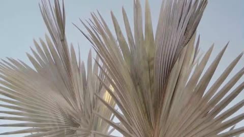 Plants swing in slow motion