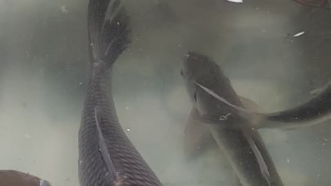 Rohu Fish Amazing Video In Fish Market Dhaka Bangladesh#shorts