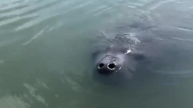 Manatee looking at us