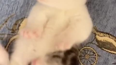 #cutecat