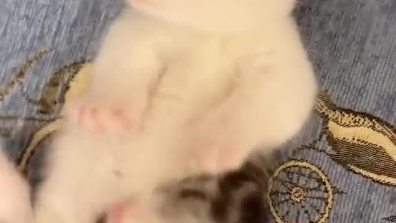 #cutecat