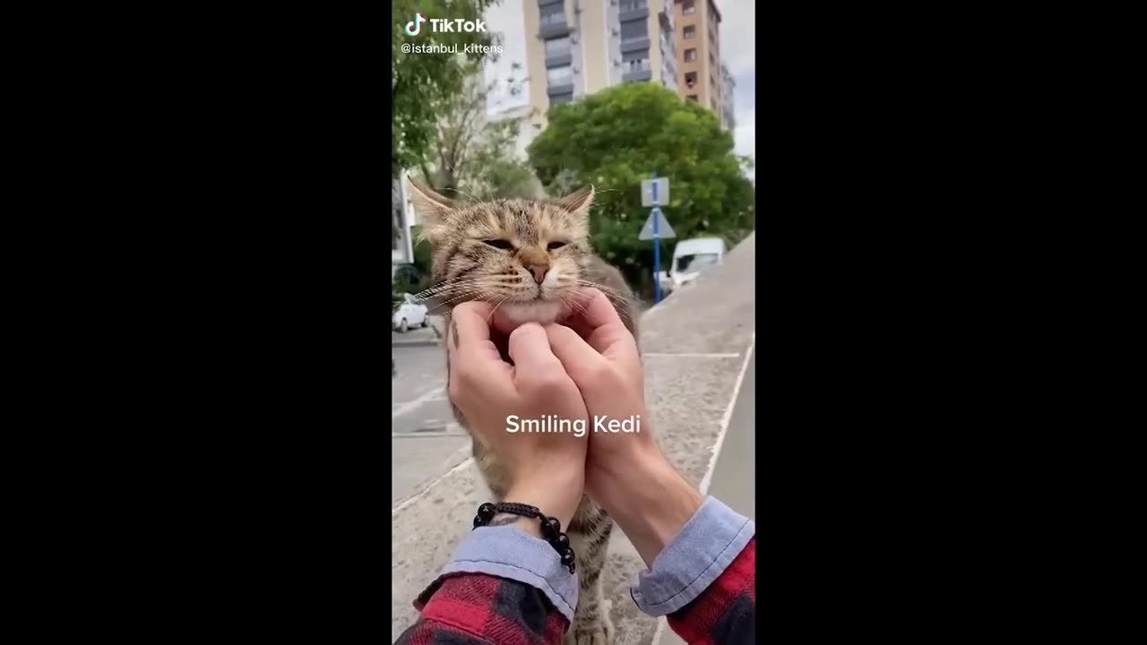 New Funny Animals Video 2023 | Funniest Cats and Dogs Videos | New Funny Video Of Cat And Dogs #168