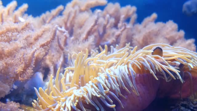 Nemo finding its way through anemone