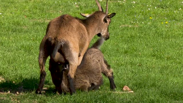 Kind goat with her baby