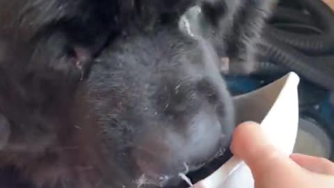 Forget all your problems with dogs