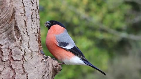 Bullfinch Male Bird