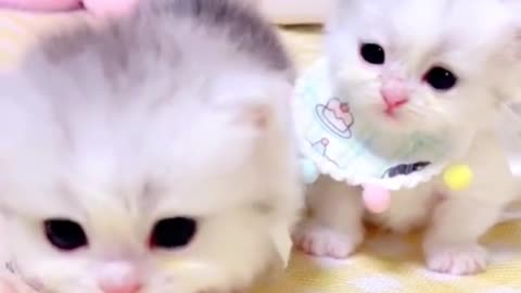 CatCuteness Overload