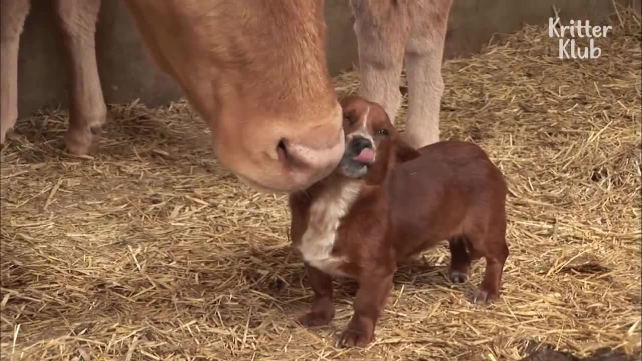 The Cow is This Dog's Mom? 😲 Part 1