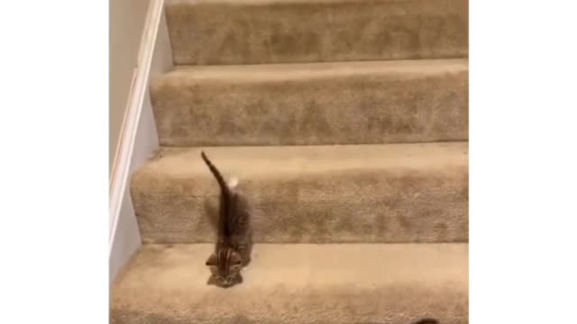 He running late for food!😸 #rumble #shots #reel