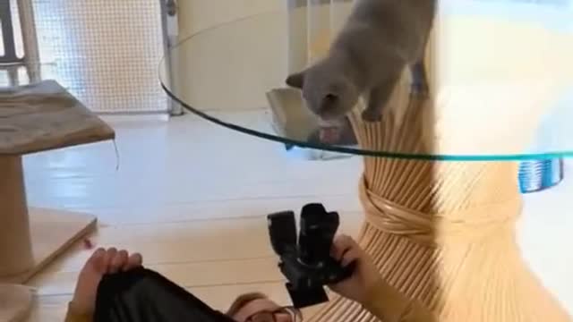 Funny Cat Videos: The best of Rumble