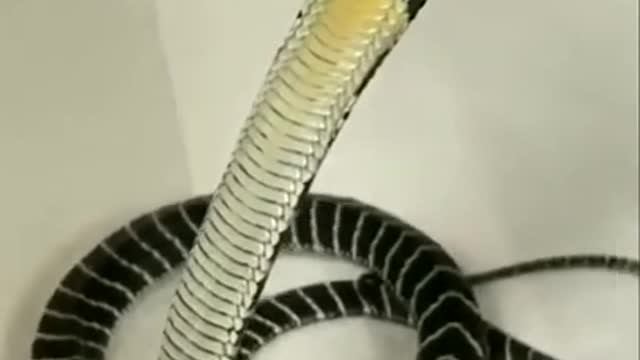 Dangerous king cobra snake video