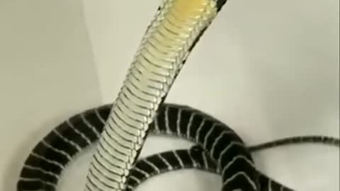 Dangerous king cobra snake video