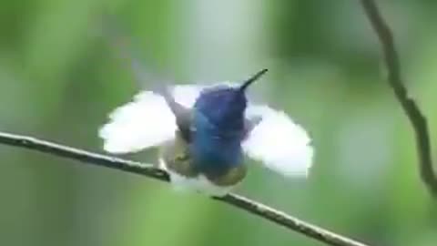 Nature - Bird hummingbird enjoying a rain in the forest
