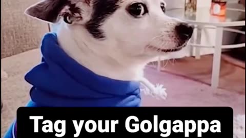 Rag your golgappa