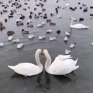 Swans in a lake (Real Life Swan Lake)