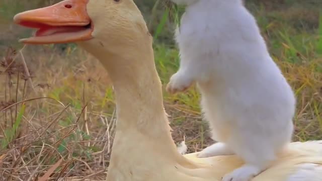 Rabbit and Duck