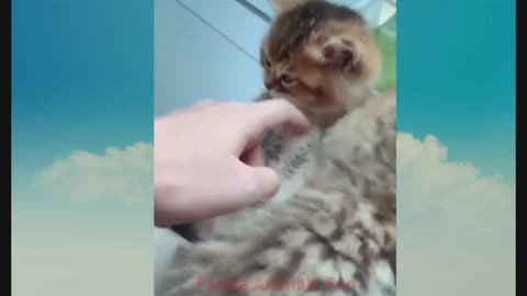 Lovely Kitten all he wants is atention, Funny Animal Compilation Video||Cutest Animals Video