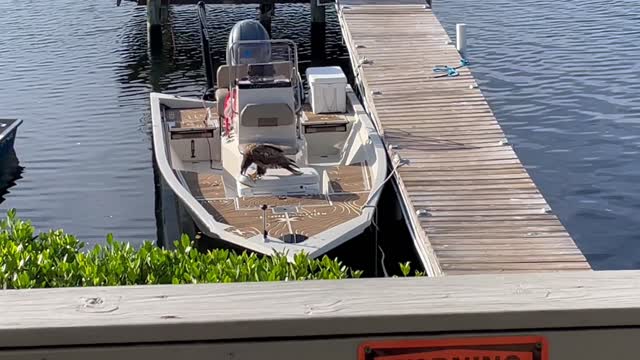 Bald Eagle Trying to steal fish