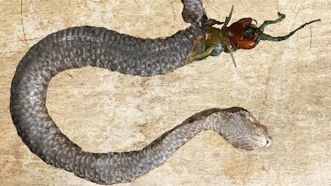 [SCARY - INCREDIBLE!! ] Centipede Claws Its Way Out of the Snake That Ate It - HD