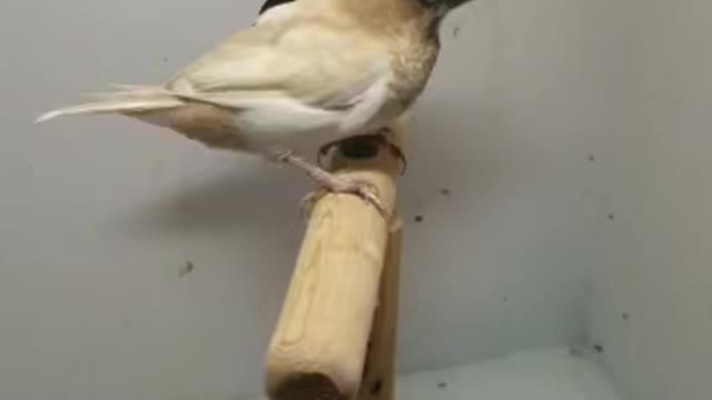 Couple sparrow