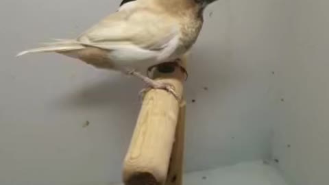 Couple sparrow