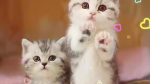 "Kitten Capers.Aww-some Laughs! 🐱😂"