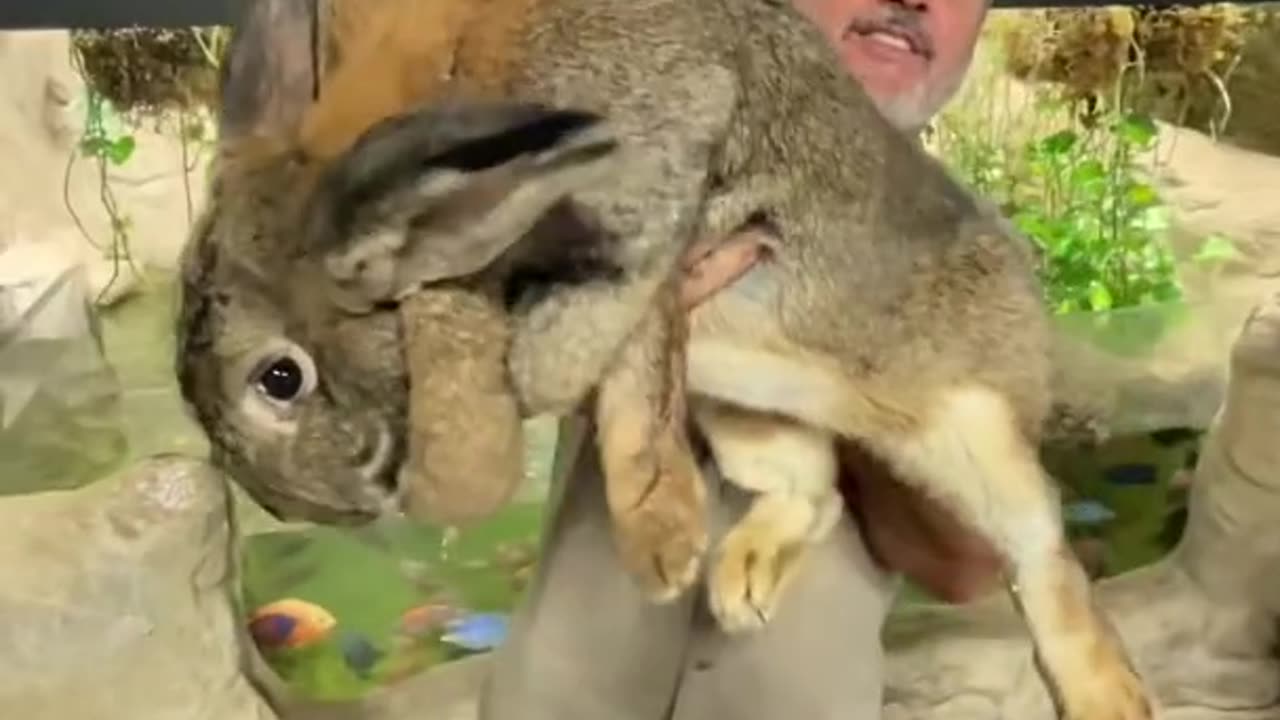 Biggest Rabbit I’ve Ever Seen 🤯 #shorts #animals #giant #rabbit #bunny #cuteanimals #cute #zoo