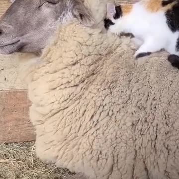 Cat-tastic Laughs: Unleashing the Comedy in Kitty Chaos!