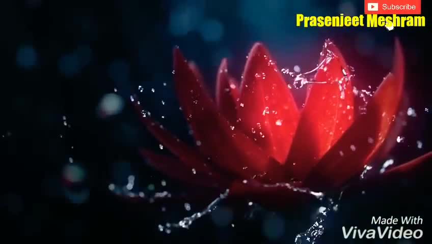 3d Rose Flowers Video By Prasenjeet Meshram