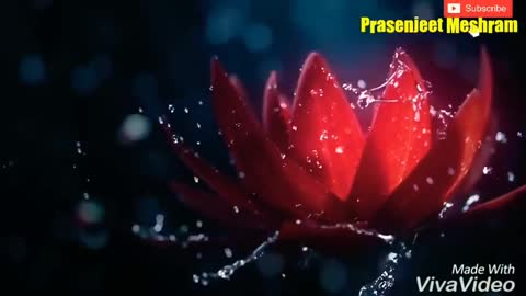 3d Rose Flowers Video By Prasenjeet Meshram