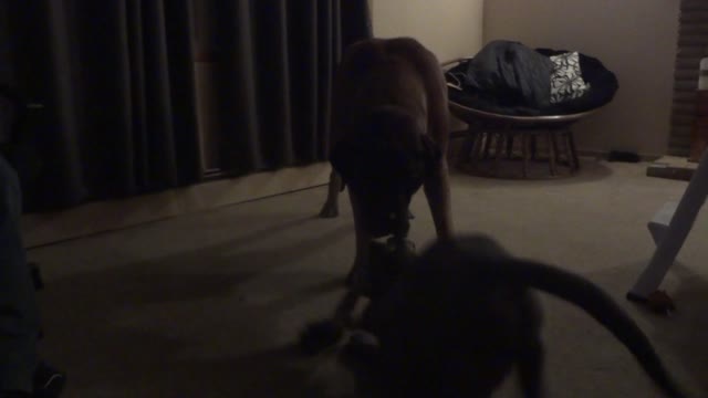 Cane Corso puppy v.s 220lb English Mastiff tug of war