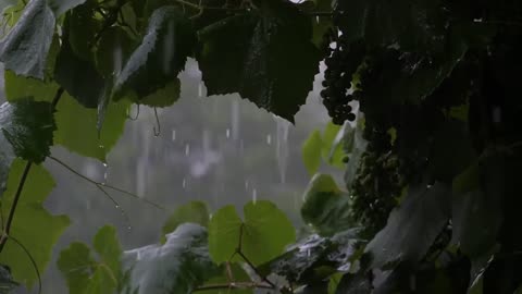 rain in forest sounds for sleeping , Meditation , Heavy Rain , Forest Rain , listen and enjoy dream