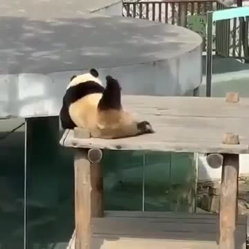 Funny letting penda fun