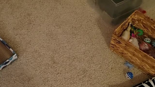 Karma Traps Kitty in a Box