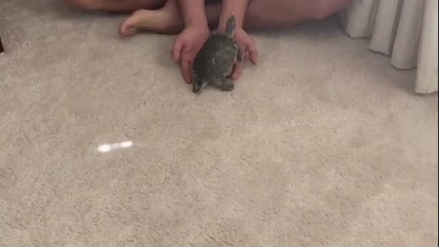 Little Turtle Chases Owner While Playing With Him