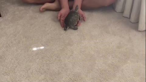 Little Turtle Chases Owner While Playing With Him