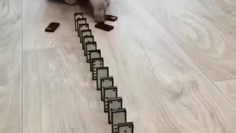 Funny cats #Shorts