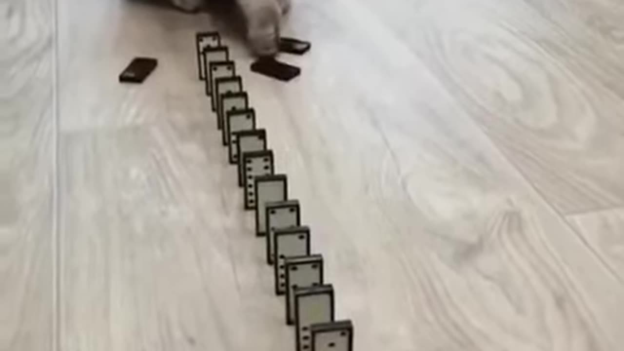 Funny cats #Shorts