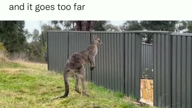 You will enjoy watching the tremendous fight of Kangaroo