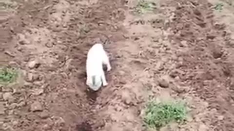 Funny Animals