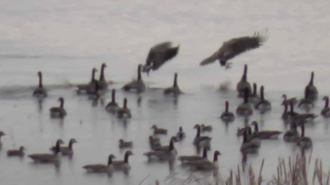 Bald Eagle - Canada Goose Battle in Slow Motion