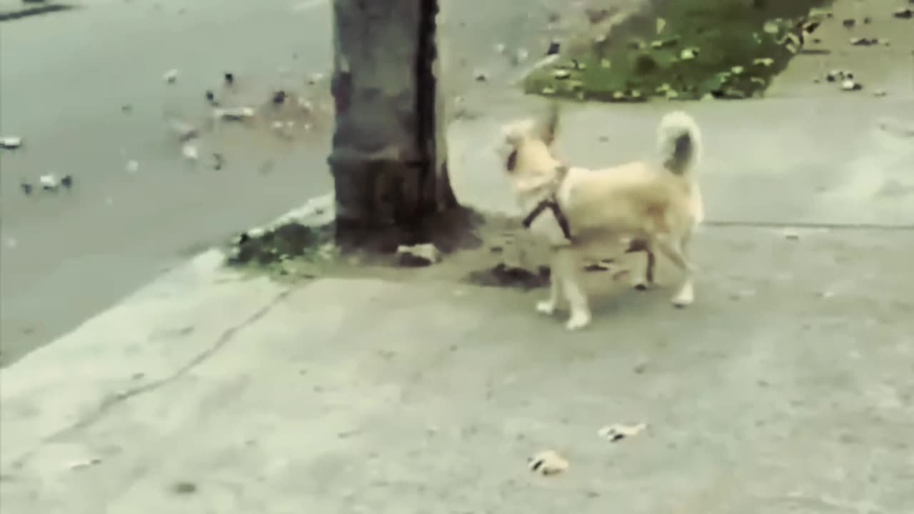 Look it this Dogs do the funniest thing.. || Viral Video