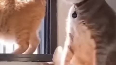 Funny Cat Videos