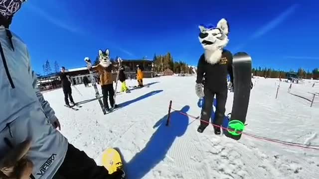 That was a first. #furry #snowboard #halfcabking