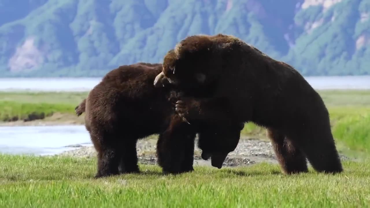 Intense Battle Between 2 HUGE Bears