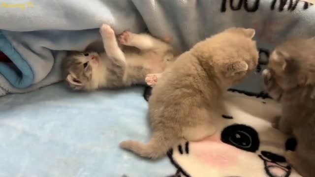 The baby cat Angora is really cute, just watch it right away