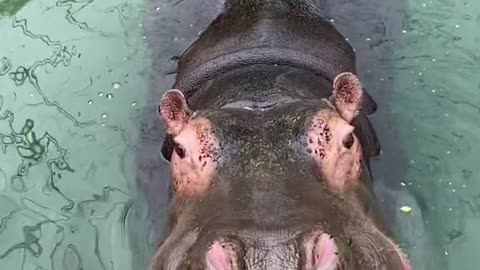 hippo