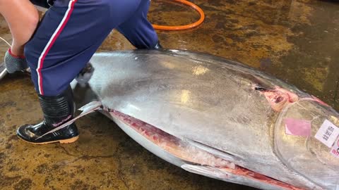 Super huge bluefin tuna cutting skills(1)