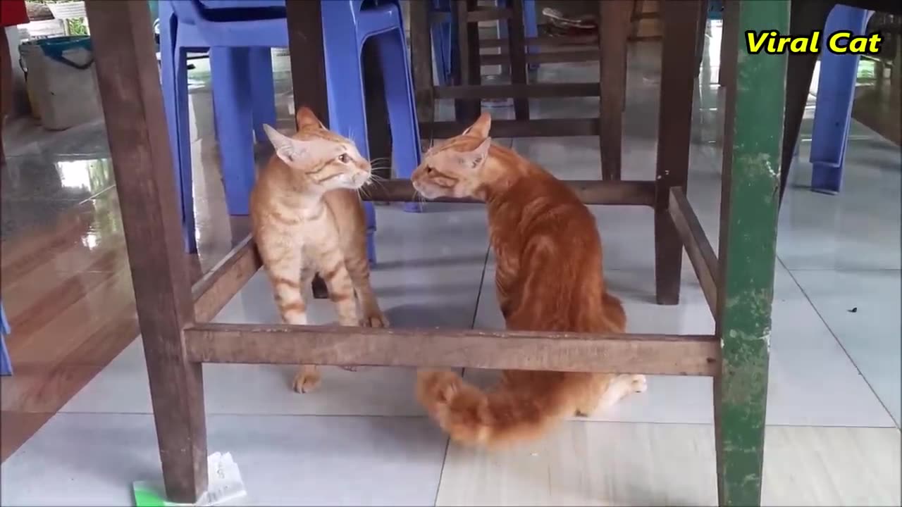 Cats Fighting and Meowing - These Two are Bloody Brothers | Viral Cat