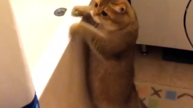 lovely cat